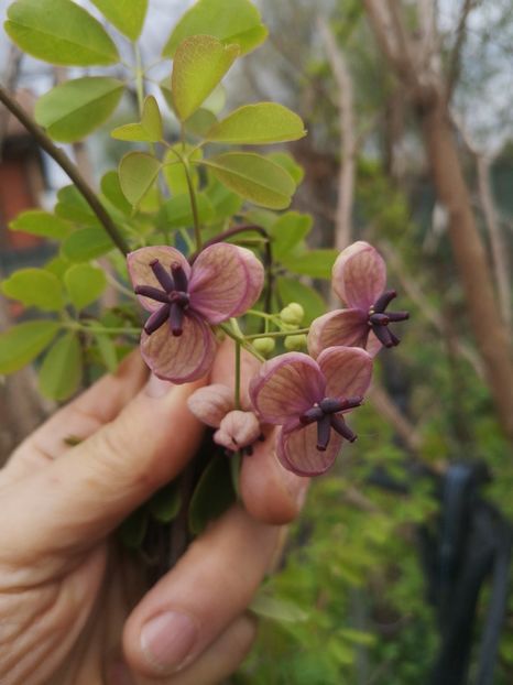 aqebia quinata - arbori ornamentali 2023