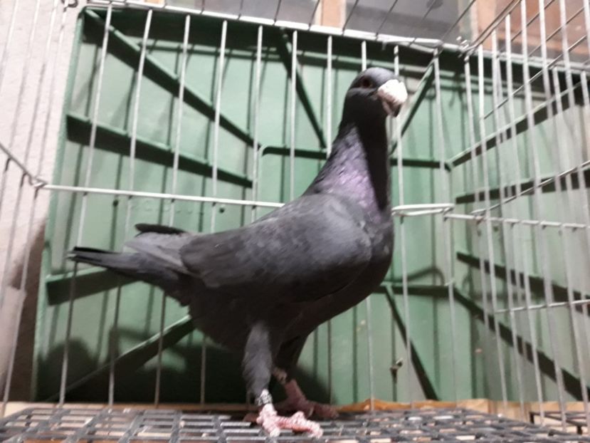 IMG-20230226-WA0088[1] - Amintiri