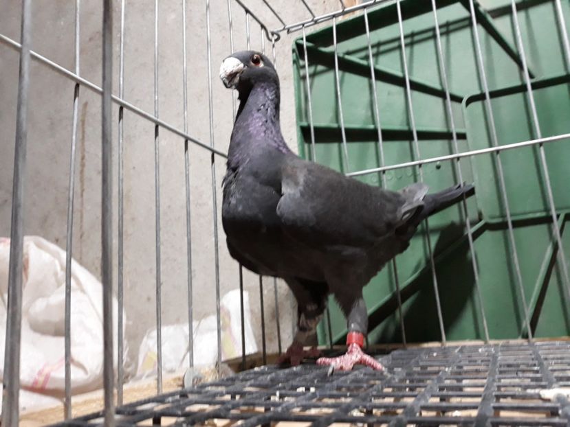 20230314_204548[1] - Amintiri