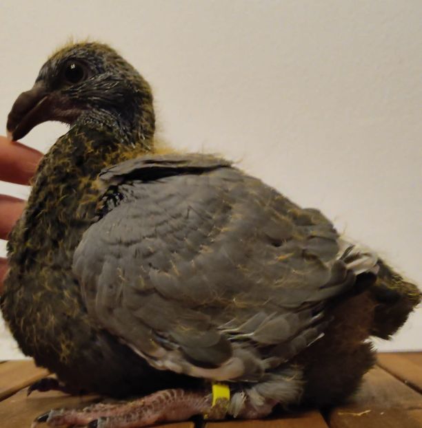 AGH - Tineret 2023 AGH