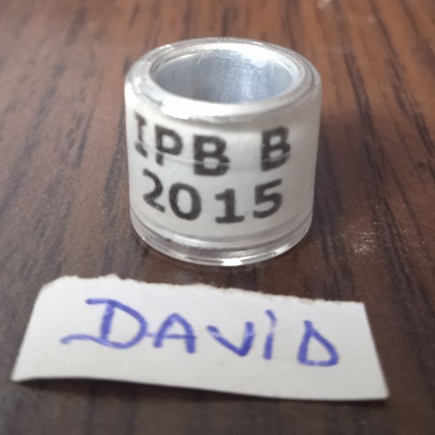 2015 -America - America-AU-IPB