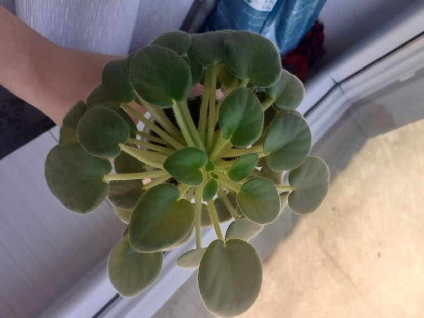  - Allan s White Feather