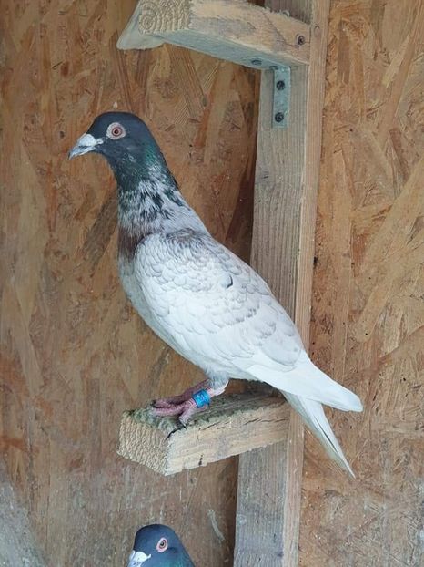  - Nu îmi aparțin 6