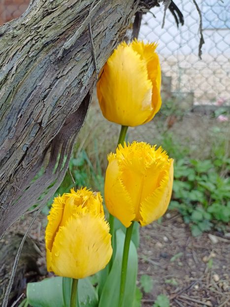 20.04 - gradina 2023