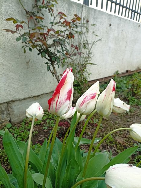 20.04 - gradina 2023