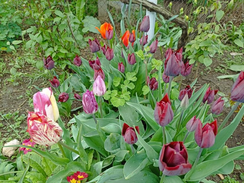 20.04 - gradina 2023