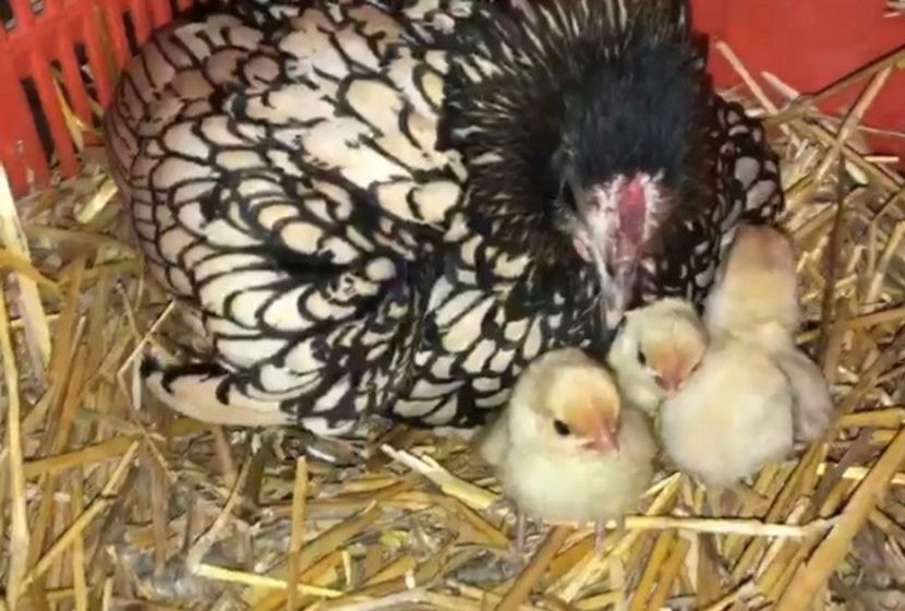  - Sebright bantam tineret 2023