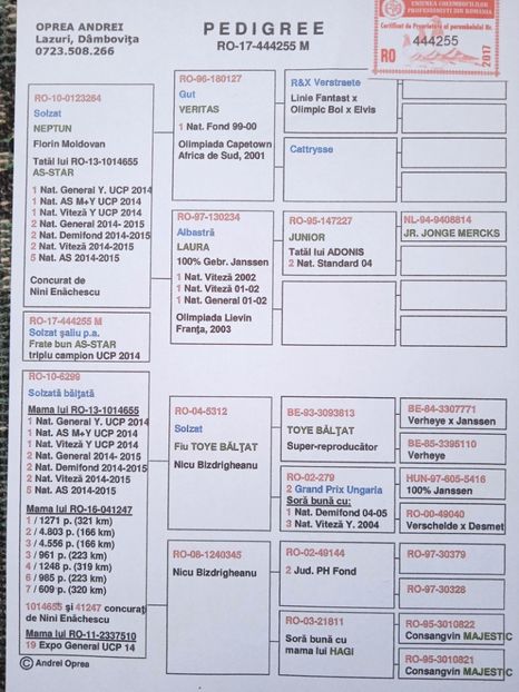 Tata la 908,909 - Porumbei voiajori la matca
