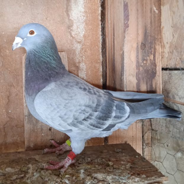 Tata la 908,909 - Porumbei voiajori la matca