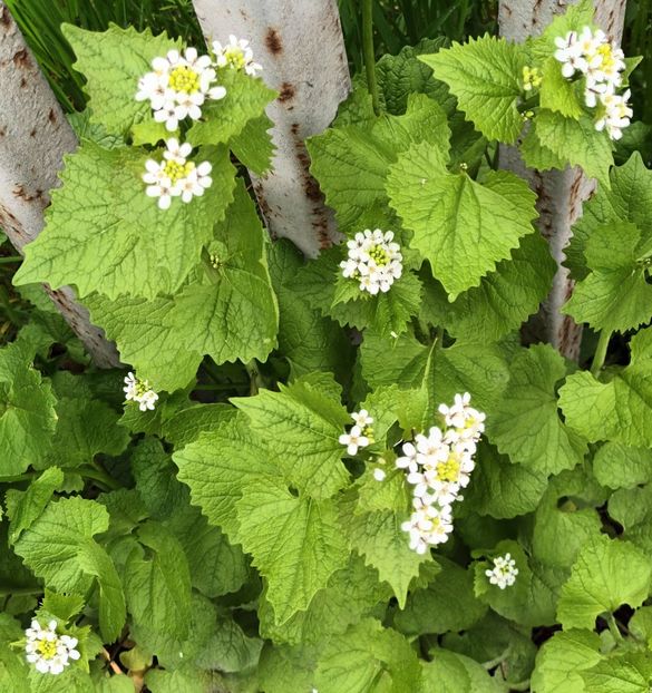 Si cand m-am apropiat... - Căutând bucuria la pas