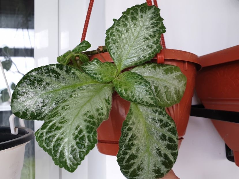 My Precious - Episcia 2023