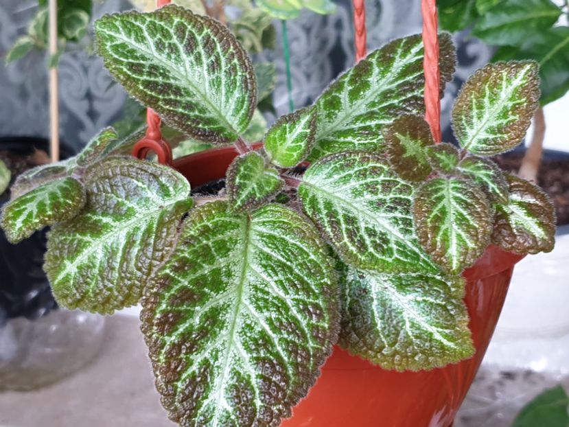 Faded Jade - Episcia 2023