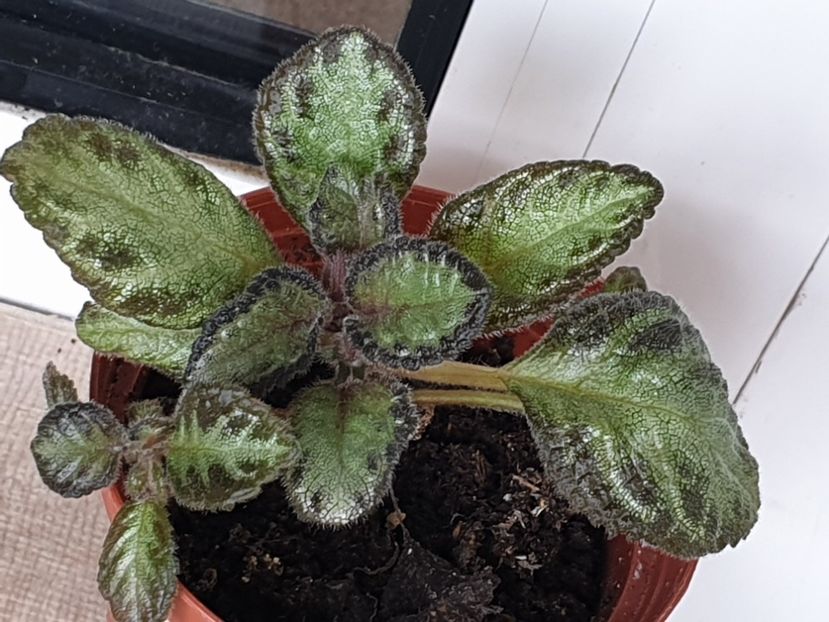 Red Devile - Episcia 2023