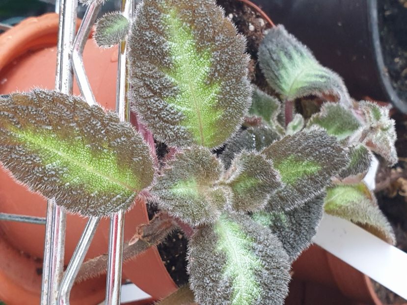 Blue Nille - Episcia 2023