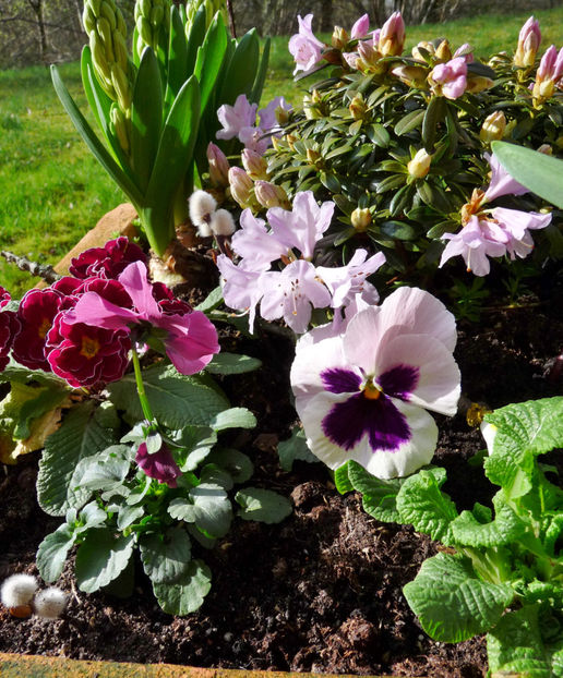  - 2023 - 01 - Primavara