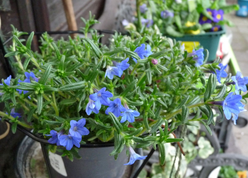  - 2023 - 01 - Primavara