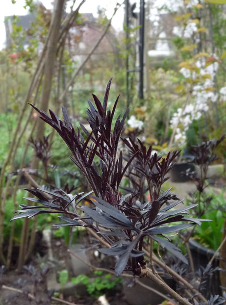  - 2023 - 01 - Primavara