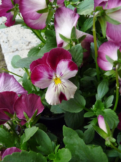  - 2023 - 01 - Primavara