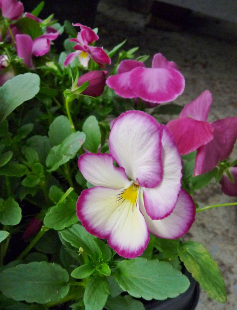  - 2023 - 01 - Primavara