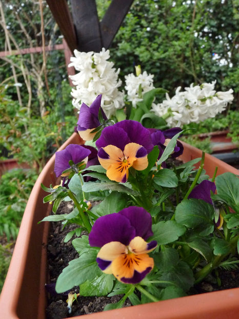  - 2023 - 01 - Primavara