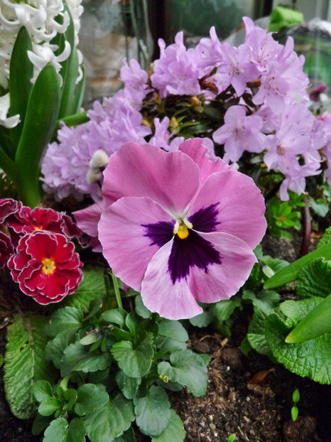  - 2023 - 01 - Primavara