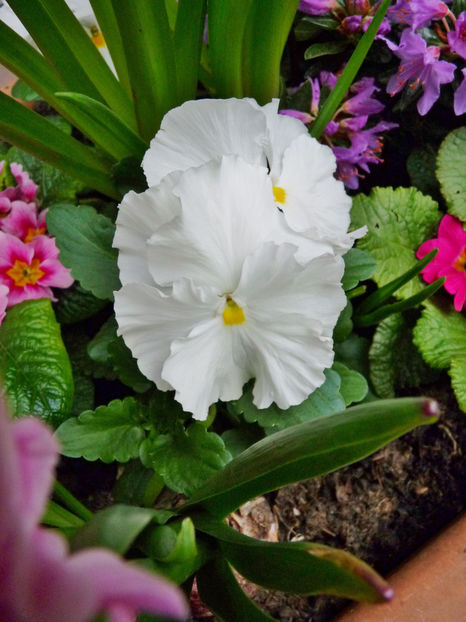  - 2023 - 01 - Primavara