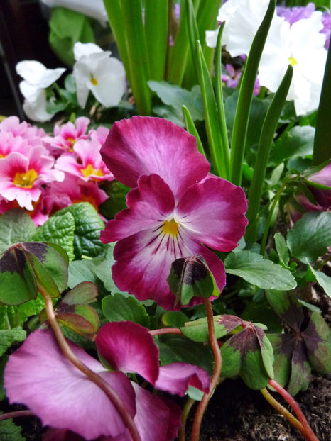  - 2023 - 01 - Primavara