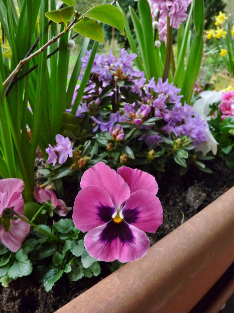  - 2023 - 01 - Primavara