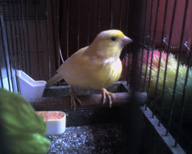 Photo-0177 - CANARI