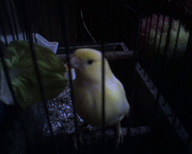 Photo-0175 - CANARI