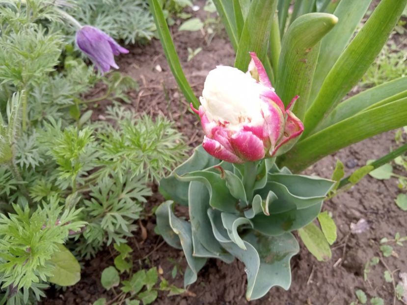  - 01 Primăvara 2023