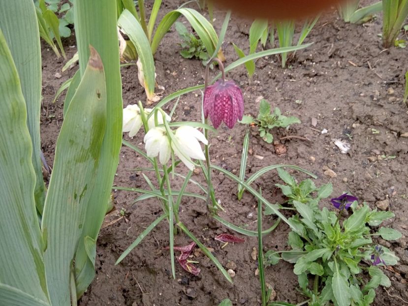  - 01 Primăvara 2023