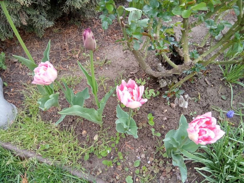  - 01 Primăvara 2023