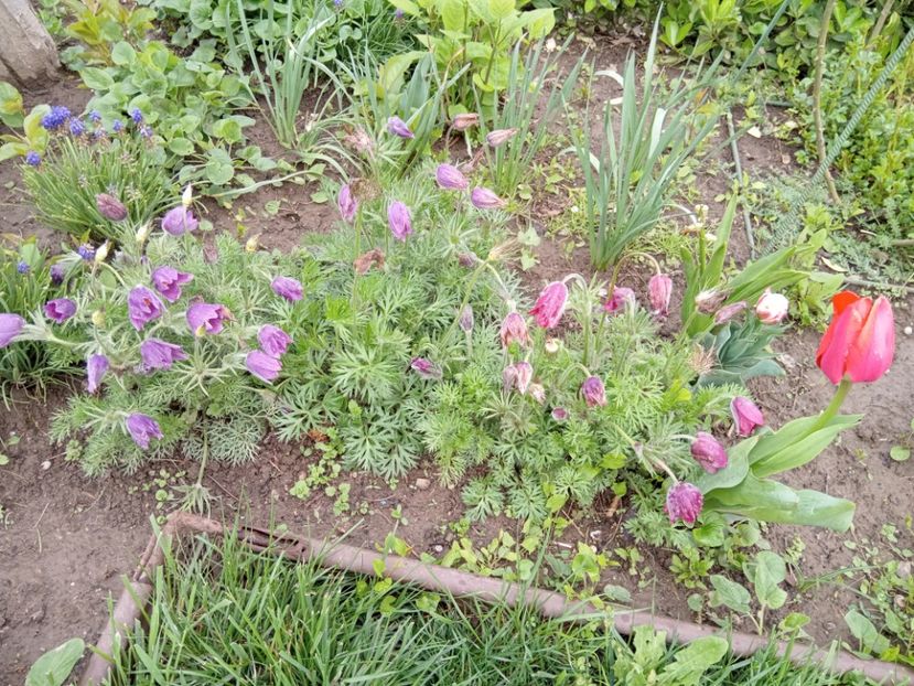  - 01 Primăvara 2023