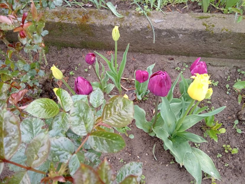  - 01 Primăvara 2023