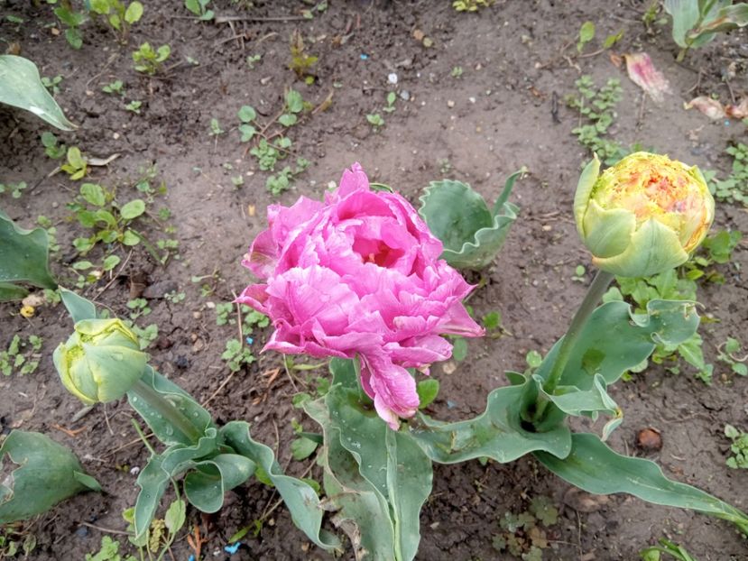  - 01 Primăvara 2023