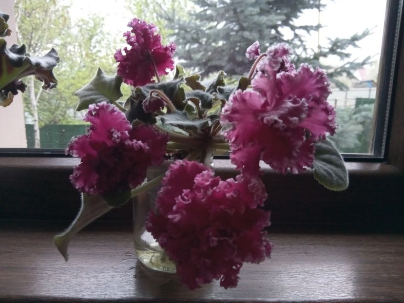  - 001 Violete 2023-2024