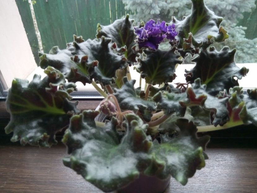  - 001 Violete 2023-2024