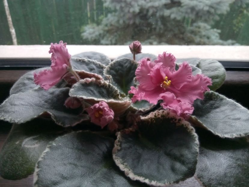  - 001 Violete 2023-2024