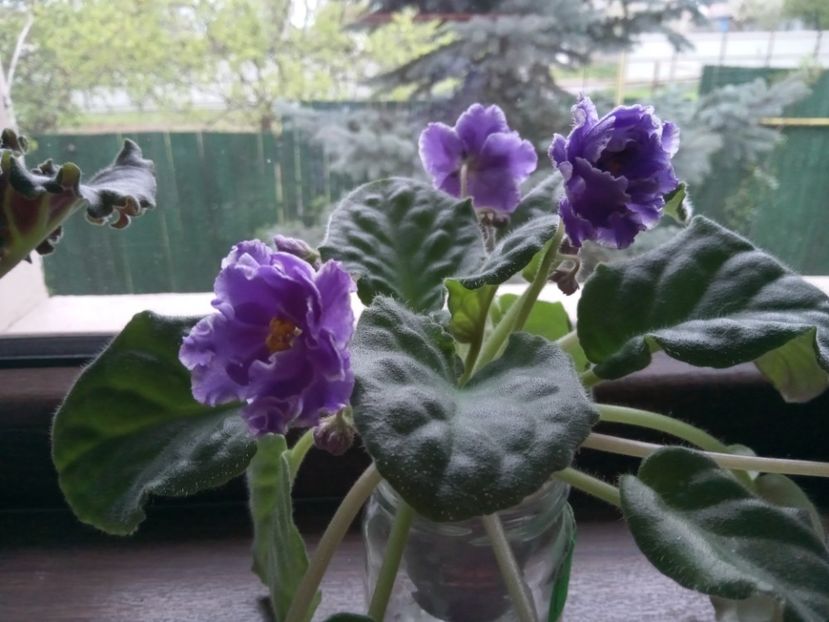  - 001 Violete 2023-2024