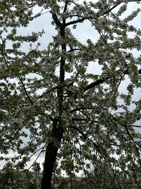 WhatsApp Image 2023-04-20 at 22.16.51 (7) - 0 01 2023 Grd Roman 2023 04 20