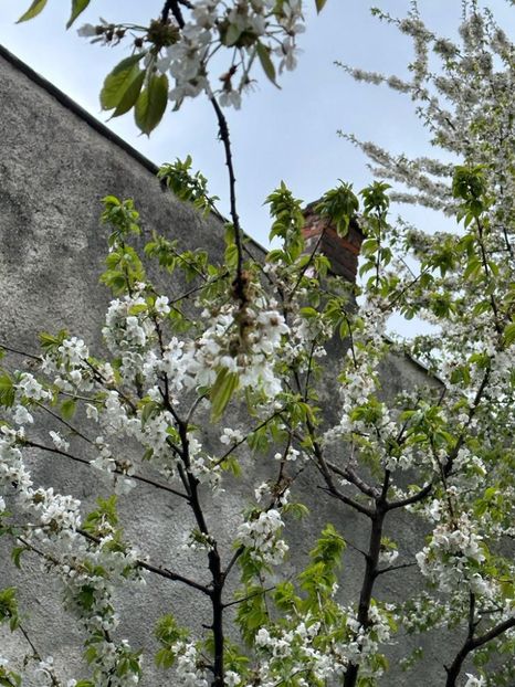 WhatsApp Image 2023-04-20 at 22.16.51 (8) - 0 01 2023 Grd Roman 2023 04 20