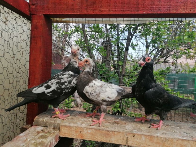 Pui 2023 - Carunculați 2023