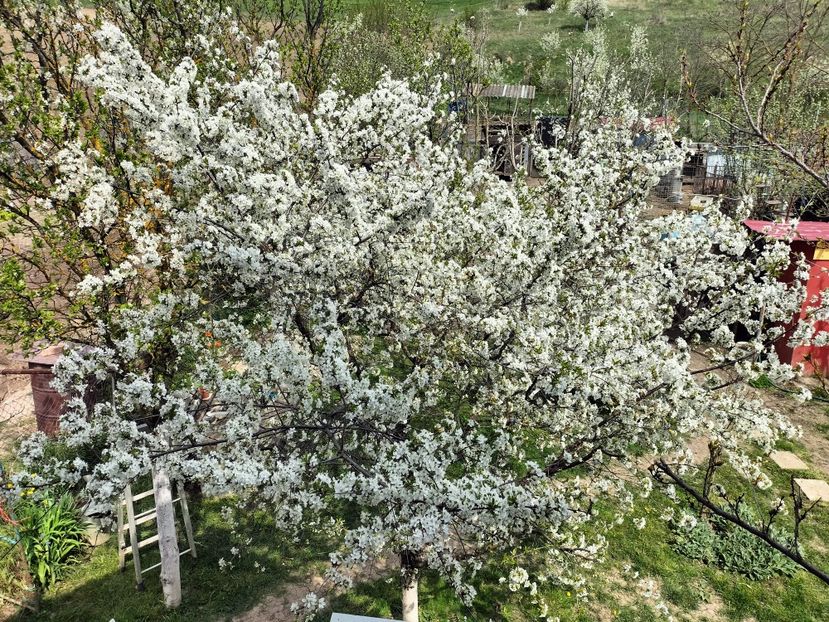 IMG20230421143756 - Primăvara 2023