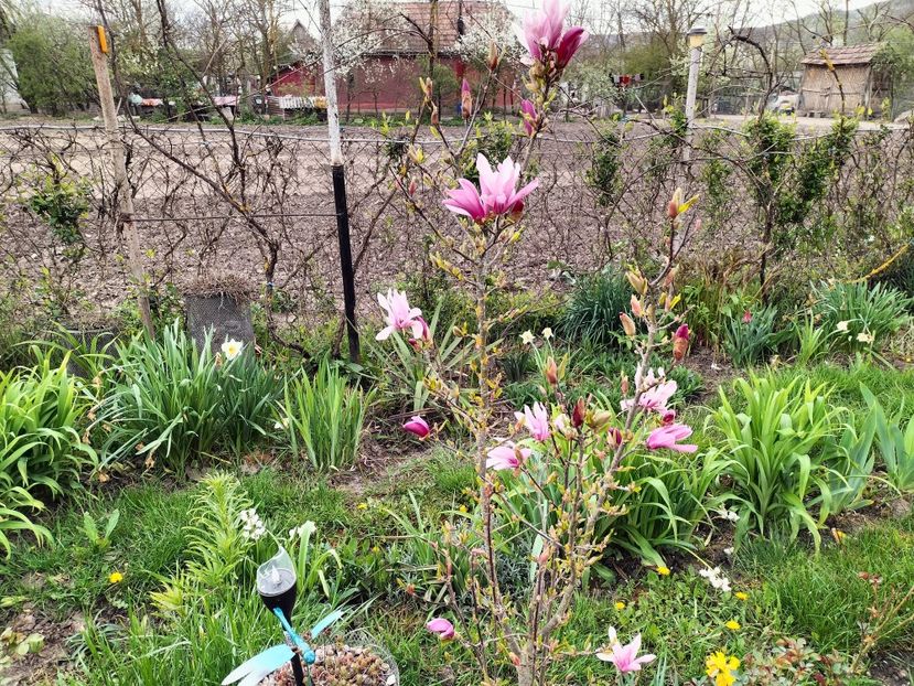 IMG20230420145744 - Primăvara 2023