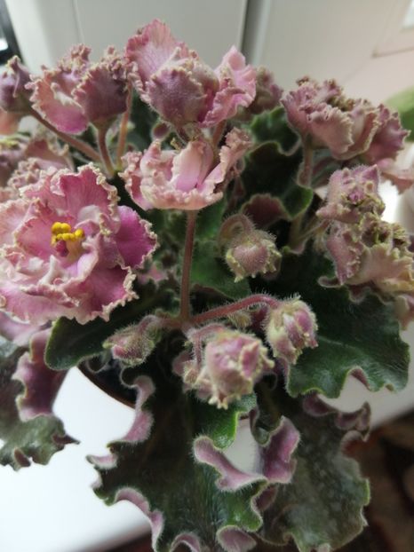  - Rob_s Antique Rose