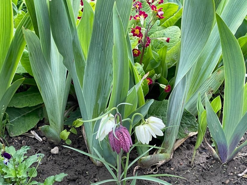 CD4F8F36-60A1-4AE9-A9B3-19CFFBFCCDB3 - 01 Primăvara 2023