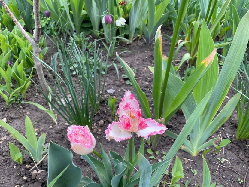 6C6D774C-C318-4746-A0CE-FCB1C656555B - 01 Primăvara 2023