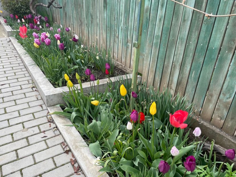 2AA6B435-3EF0-454B-9DA8-D34E7F887637 - 01 Primăvara 2023