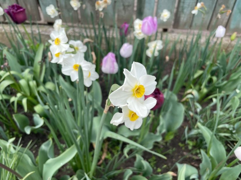 0AAEEBFC-F68D-4B62-861C-A129E66E8612 - 01 Primăvara 2023